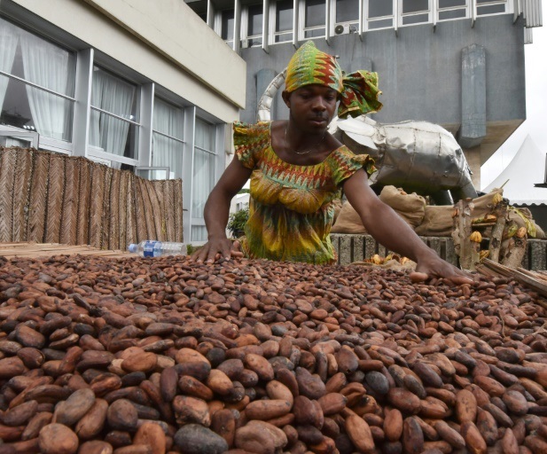 Cacao africano